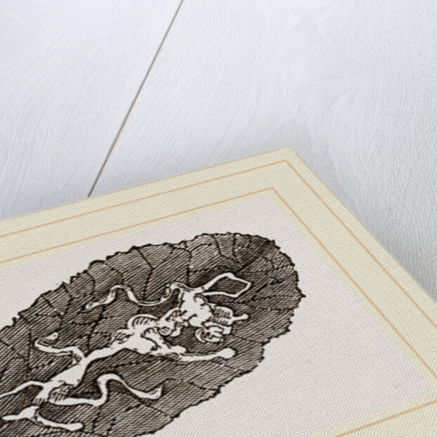 Leaf of Prinlrose mined by Anonymous