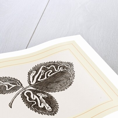 Leaves of Bramble mined by Anonymous