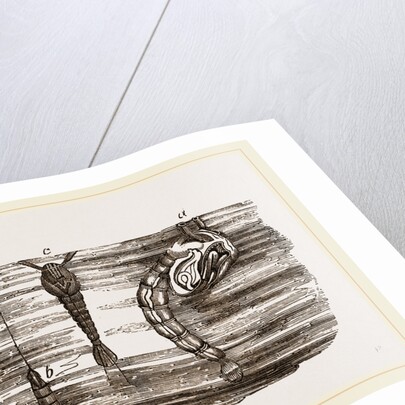 Tipula and Pupa by Anonymous