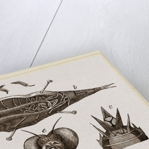 Lava of Dragon-Fly by Anonymous