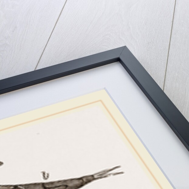 Lava of Dragon-Fly by Anonymous