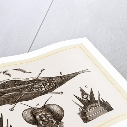 Lava of Dragon-Fly by Anonymous