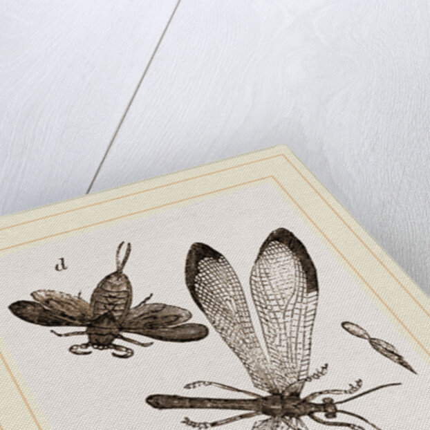 Insects in the Imago state by Anonymous