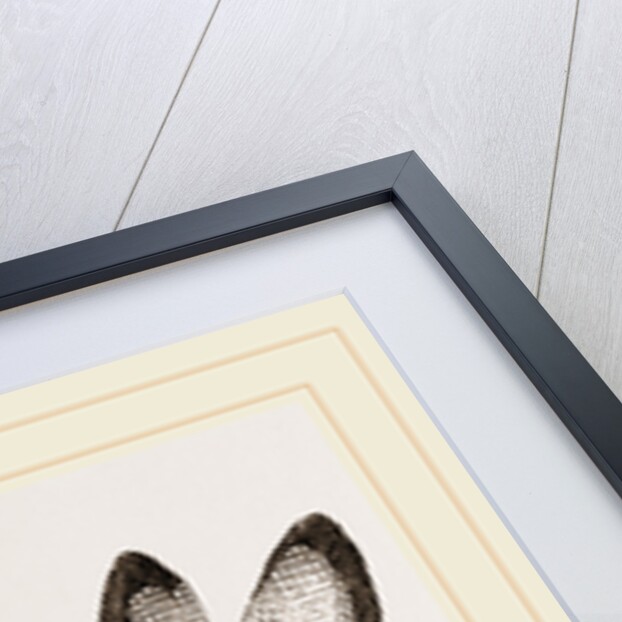 Insects in the Imago state by Anonymous