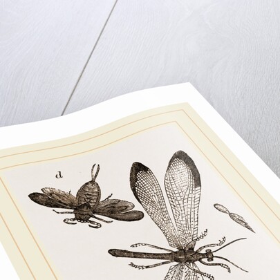 Insects in the Imago state by Anonymous