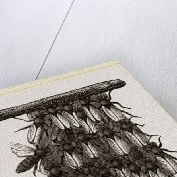 Curtain of Wax-workers by Anonymous