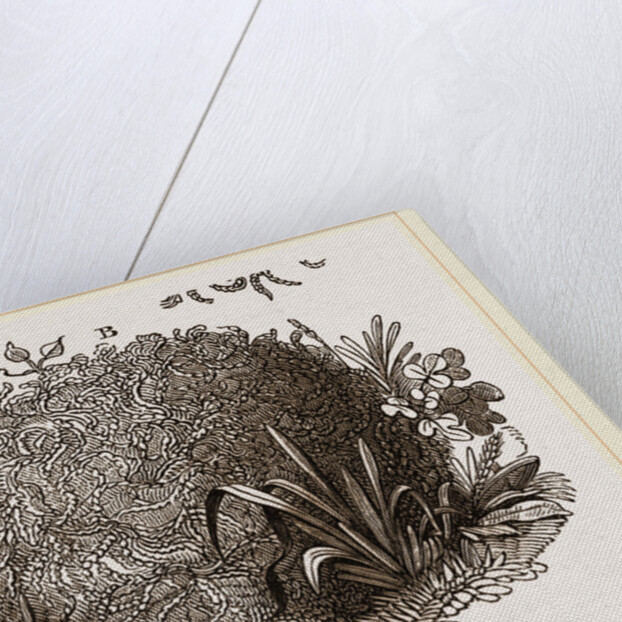 Carder-Bees Nest by Anonymous
