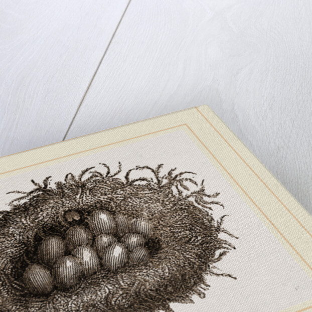 Carder-Bees' Nest and Cells by Anonymous