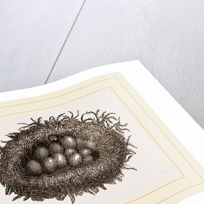 Carder-Bees' Nest and Cells by Anonymous