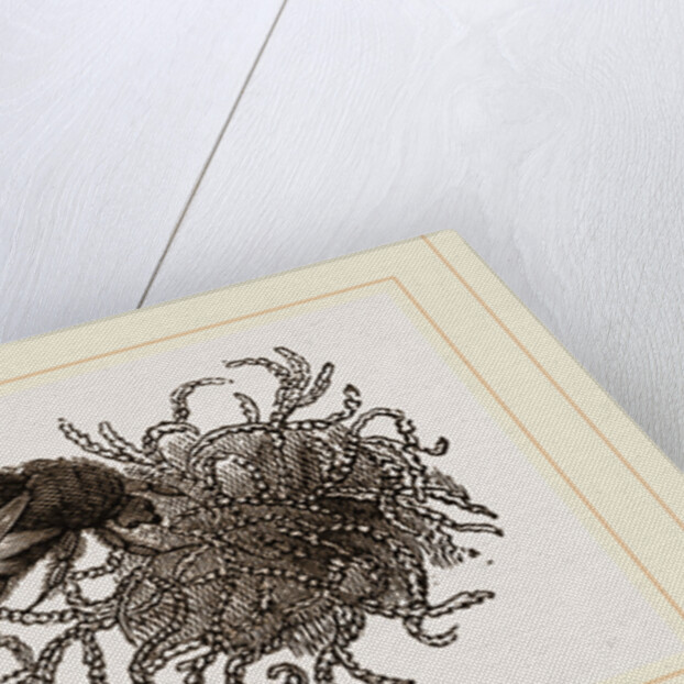 Carder-Bees and Nest by Anonymous