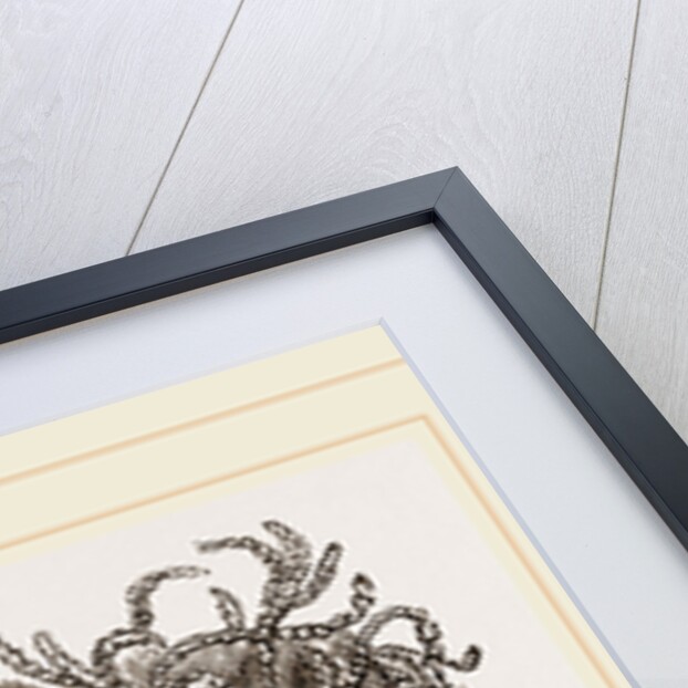 Carder-Bees and Nest by Anonymous