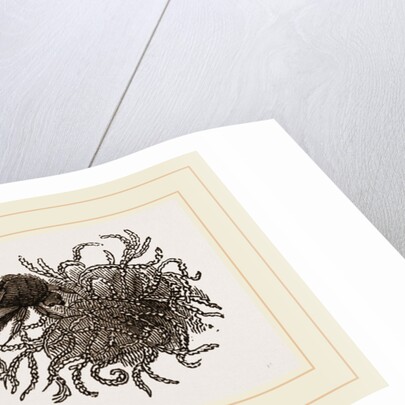 Carder-Bees and Nest by Anonymous