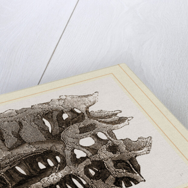 Tree chambered by Wood-Ants by Anonymous