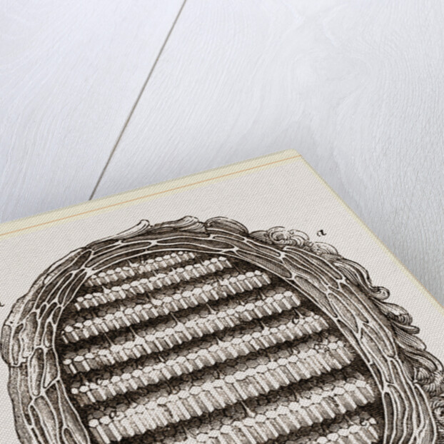 Section of Wasps' Nest by Anonymous