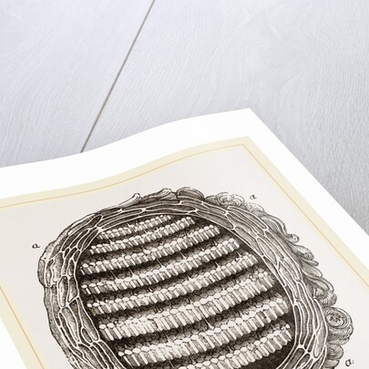 Section of Wasps' Nest by Anonymous