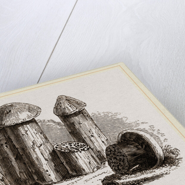 Turret Nests of White Ants by Anonymous