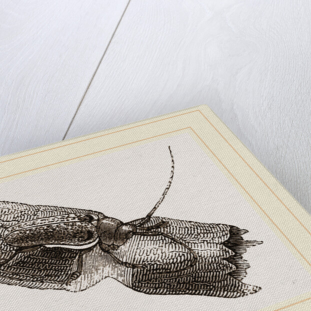 Capricorn Beetle by Anonymous