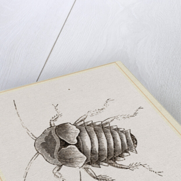 Giant Cockroach by Anonymous