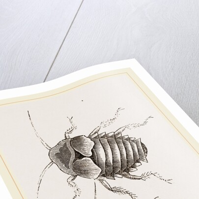 Giant Cockroach by Anonymous