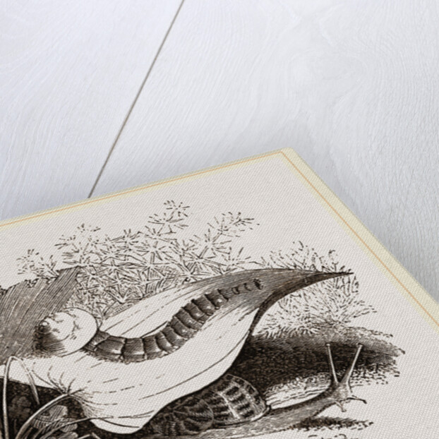 Glowworm devouring a Snail by Anonymous