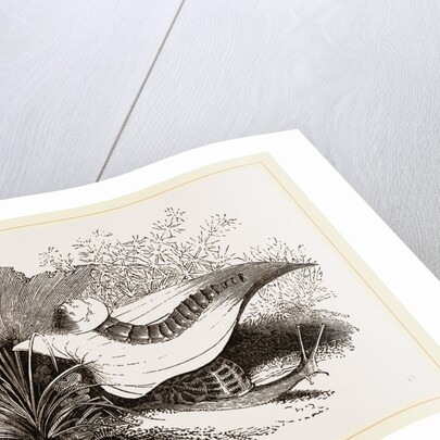 Glowworm devouring a Snail by Anonymous