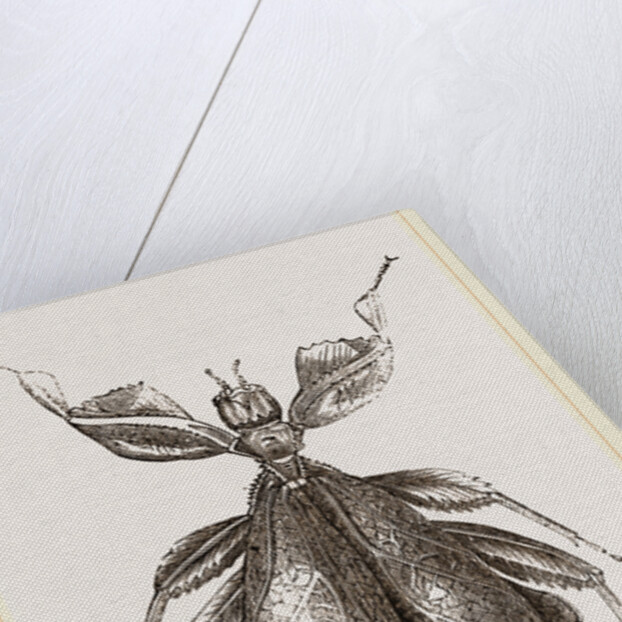 Leaf-Insect by Anonymous