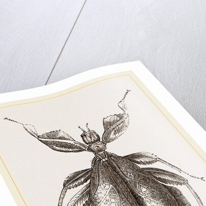 Leaf-Insect by Anonymous