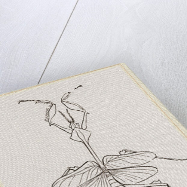 Mantis gongylodes by Anonymous