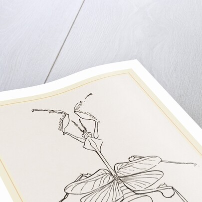 Mantis gongylodes by Anonymous