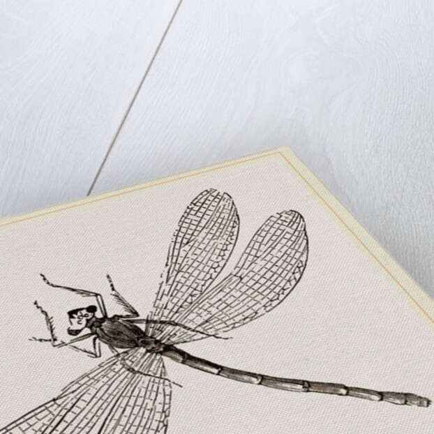 Virgin Dragon-fly by Anonymous