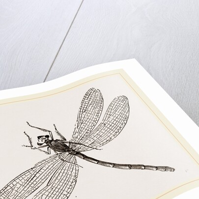 Virgin Dragon-fly by Anonymous