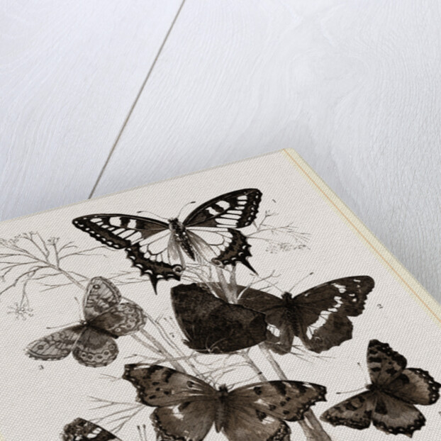 Group of Butterflies by Anonymous