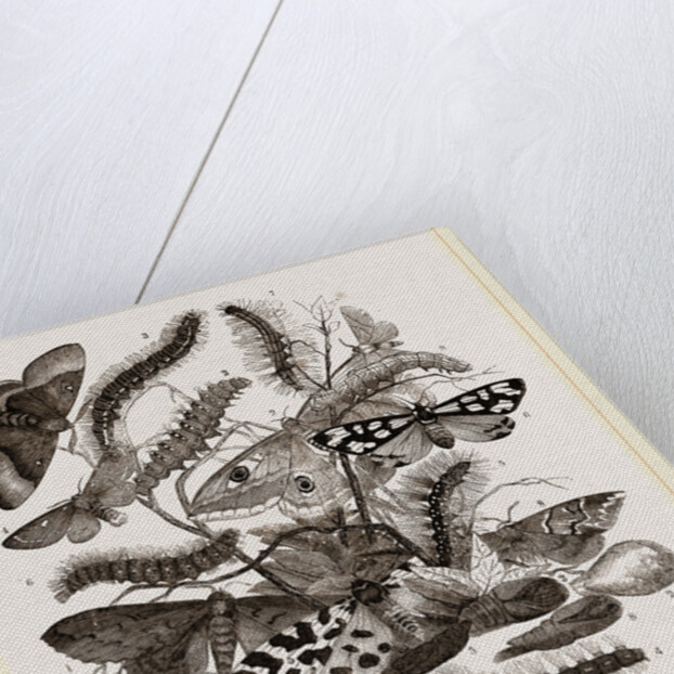 Group of Moths Caterpillars and Pupae by Anonymous