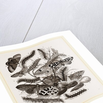 Group of Moths Caterpillars and Pupae by Anonymous