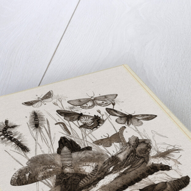 Group of Moths Caterpillars and Pupae by Anonymous