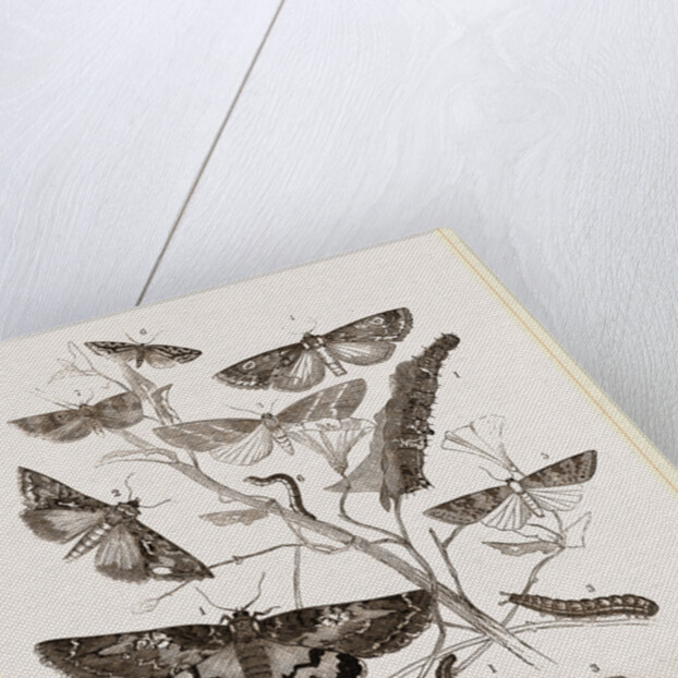 Group of Moths Caterpillars and Pupae by Anonymous