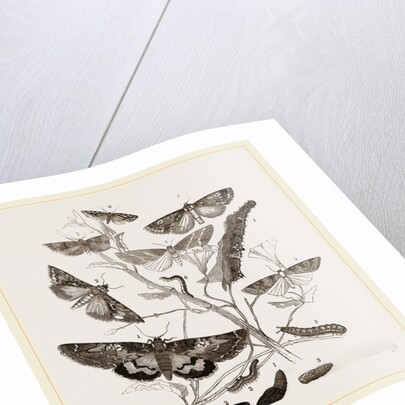 Group of Moths Caterpillars and Pupae by Anonymous