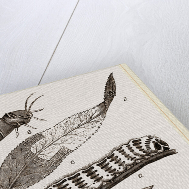 Buff-tip Moth and Caterpillar by Anonymous