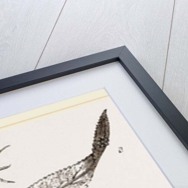 Buff-tip Moth and Caterpillar by Anonymous