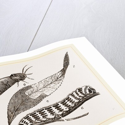 Buff-tip Moth and Caterpillar by Anonymous