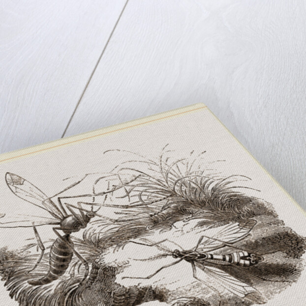 Crane Flies by Anonymous