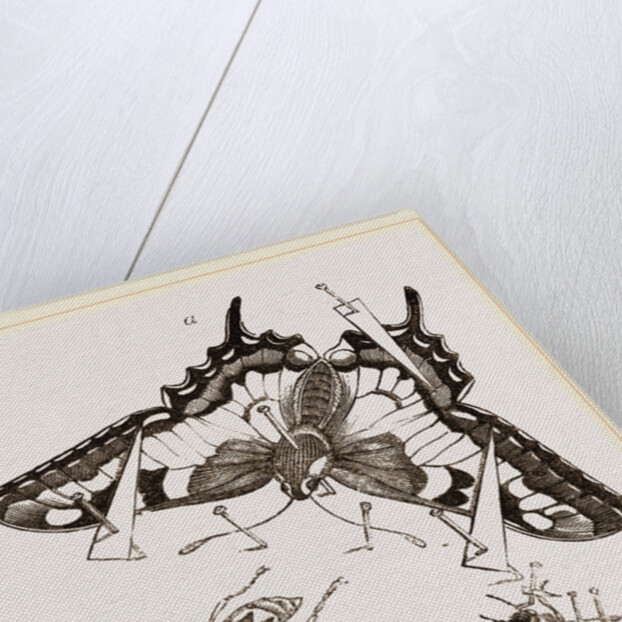 Mode of Setting out Insects by Anonymous