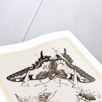 Mode of Setting out Insects by Anonymous