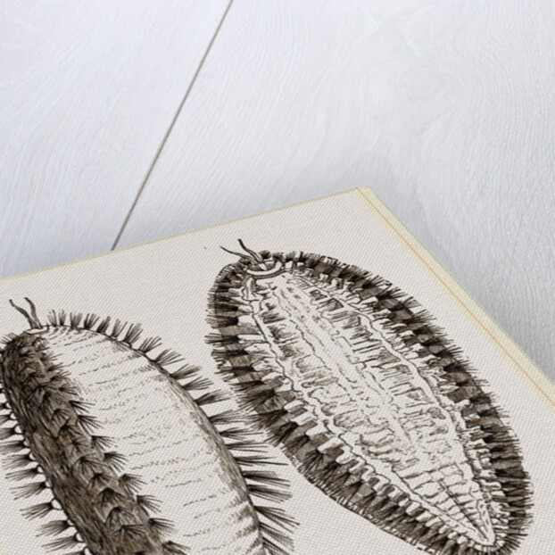 Sea-Mouse by Anonymous