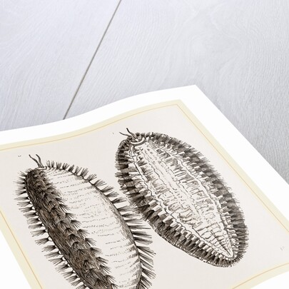 Sea-Mouse by Anonymous