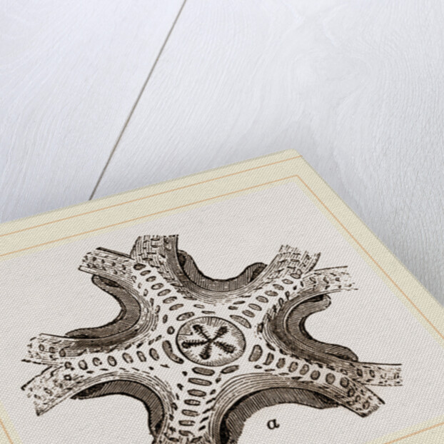 Euryale costosa by Anonymous