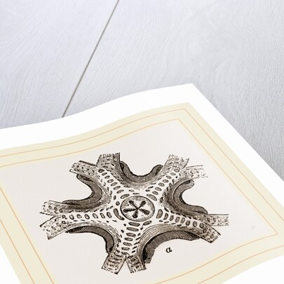 Euryale costosa by Anonymous