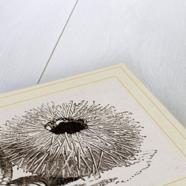 Echinus esculentus by Anonymous