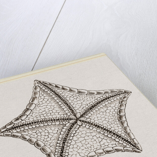 Asterias tessellata by Anonymous