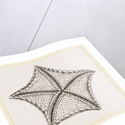 Asterias tessellata by Anonymous